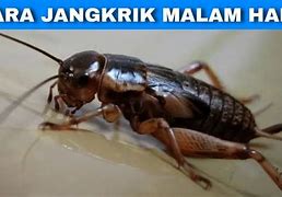 Suara Jangkrik Malam Hari Tanda Apa